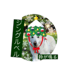 ゴールデンのニコと仲間のクリスマス正月用（個別スタンプ：6）