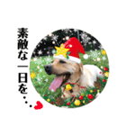 ゴールデンのニコと仲間のクリスマス正月用（個別スタンプ：9）
