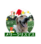 ゴールデンのニコと仲間のクリスマス正月用（個別スタンプ：10）
