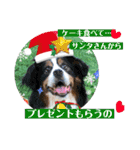 ゴールデンのニコと仲間のクリスマス正月用（個別スタンプ：11）