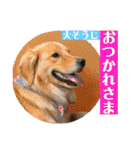 ゴールデンのニコと仲間のクリスマス正月用（個別スタンプ：15）