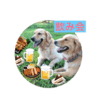 ゴールデンのニコと仲間のクリスマス正月用（個別スタンプ：16）