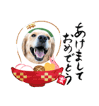 ゴールデンのニコと仲間のクリスマス正月用（個別スタンプ：18）