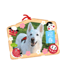 ゴールデンのニコと仲間のクリスマス正月用（個別スタンプ：26）
