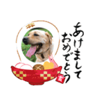 ゴールデンのニコと仲間のクリスマス正月用（個別スタンプ：28）