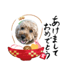 ゴールデンのニコと仲間のクリスマス正月用（個別スタンプ：39）