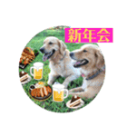 ゴールデンのニコと仲間のクリスマス正月用（個別スタンプ：40）