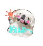 ペキニーズ姉弟達❥❥Ꮮᵒᵛᵉ ⃛❥（個別スタンプ：1）