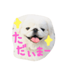 ペキニーズ姉弟達❥❥Ꮮᵒᵛᵉ ⃛❥（個別スタンプ：3）