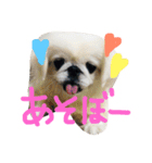 ペキニーズ姉弟達❥❥Ꮮᵒᵛᵉ ⃛❥（個別スタンプ：4）
