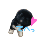 ペキニーズ姉弟達❥❥Ꮮᵒᵛᵉ ⃛❥（個別スタンプ：9）