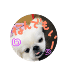 ペキニーズ姉弟達❥❥Ꮮᵒᵛᵉ ⃛❥（個別スタンプ：10）