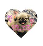 ペキニーズ姉弟達❥❥Ꮮᵒᵛᵉ ⃛❥（個別スタンプ：13）