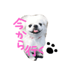 ペキニーズ姉弟達❥❥Ꮮᵒᵛᵉ ⃛❥（個別スタンプ：14）
