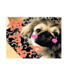 ペキニーズ姉弟達❥❥Ꮮᵒᵛᵉ ⃛❥（個別スタンプ：15）
