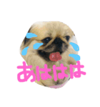 ペキニーズ姉弟達❥❥Ꮮᵒᵛᵉ ⃛❥（個別スタンプ：16）