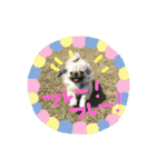 ペキニーズ姉弟達❥❥Ꮮᵒᵛᵉ ⃛❥（個別スタンプ：21）