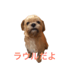 LAURU（個別スタンプ：1）