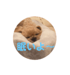 LAURU（個別スタンプ：13）