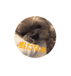 LAURU（個別スタンプ：16）