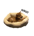 小豆柴の小太郎（個別スタンプ：5）