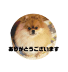 デカポメぽん太(敬語版)（個別スタンプ：1）
