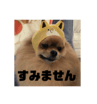 デカポメぽん太(敬語版)（個別スタンプ：2）