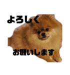 デカポメぽん太(敬語版)（個別スタンプ：3）