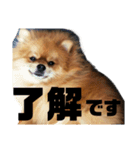 デカポメぽん太(敬語版)（個別スタンプ：4）