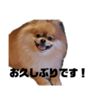 デカポメぽん太(敬語版)（個別スタンプ：5）