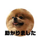 デカポメぽん太(敬語版)（個別スタンプ：6）