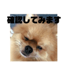 デカポメぽん太(敬語版)（個別スタンプ：7）