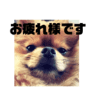 デカポメぽん太(敬語版)（個別スタンプ：8）