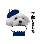 白い犬と冬と年末年始（個別スタンプ：3）