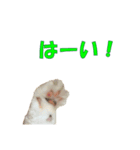愛猫さくらの飲み会（個別スタンプ：1）