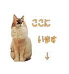 愛猫さくらの飲み会（個別スタンプ：2）