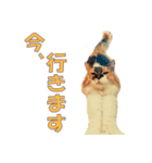 愛猫さくらの飲み会（個別スタンプ：5）
