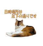 愛猫さくらの飲み会（個別スタンプ：6）