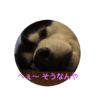 ハスキーのテリー 2（個別スタンプ：4）