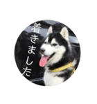 ハスキーのテリー 2（個別スタンプ：8）