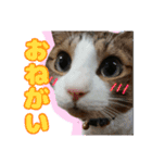 猫のころ（個別スタンプ：1）