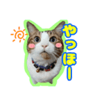 猫のころ（個別スタンプ：2）