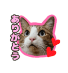 猫のころ（個別スタンプ：3）