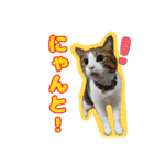 猫のころ（個別スタンプ：4）