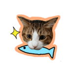 猫のころ（個別スタンプ：5）