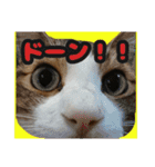 猫のころ（個別スタンプ：6）