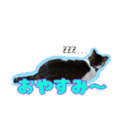 猫のころ（個別スタンプ：7）