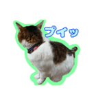 猫のころ（個別スタンプ：8）