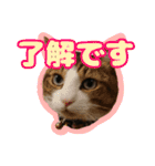 猫のころ（個別スタンプ：10）