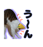 猫のころ（個別スタンプ：11）